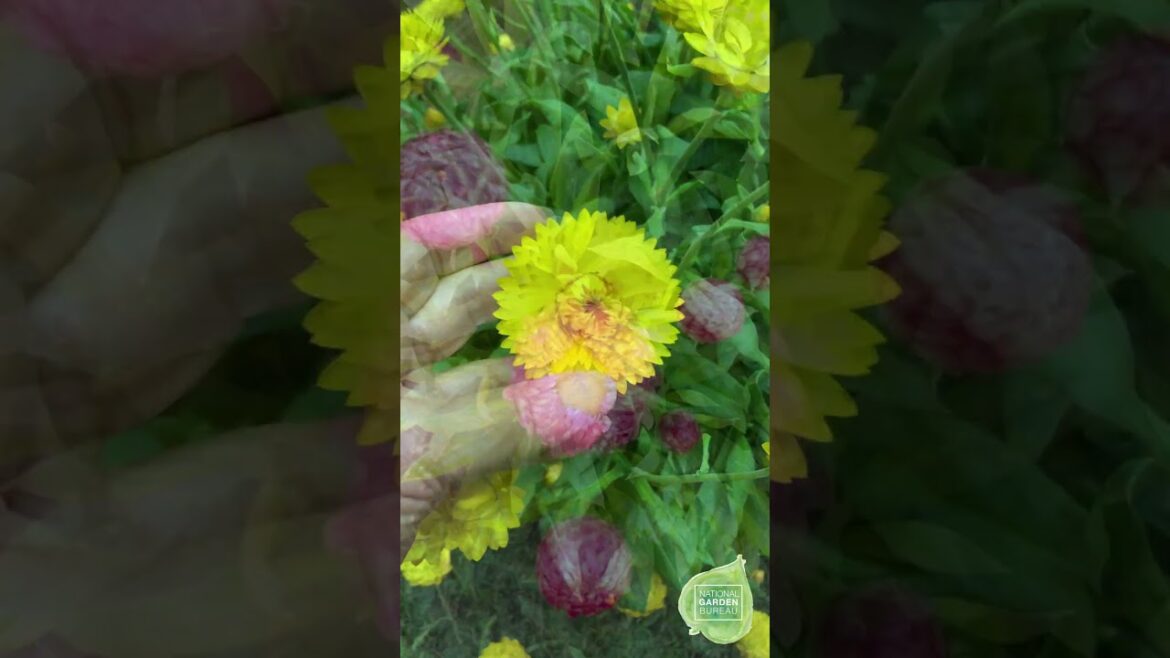 Suntory Bracteantha sm #containergardening #flowers #garden#strawflower#suntory#bracteantha#sun