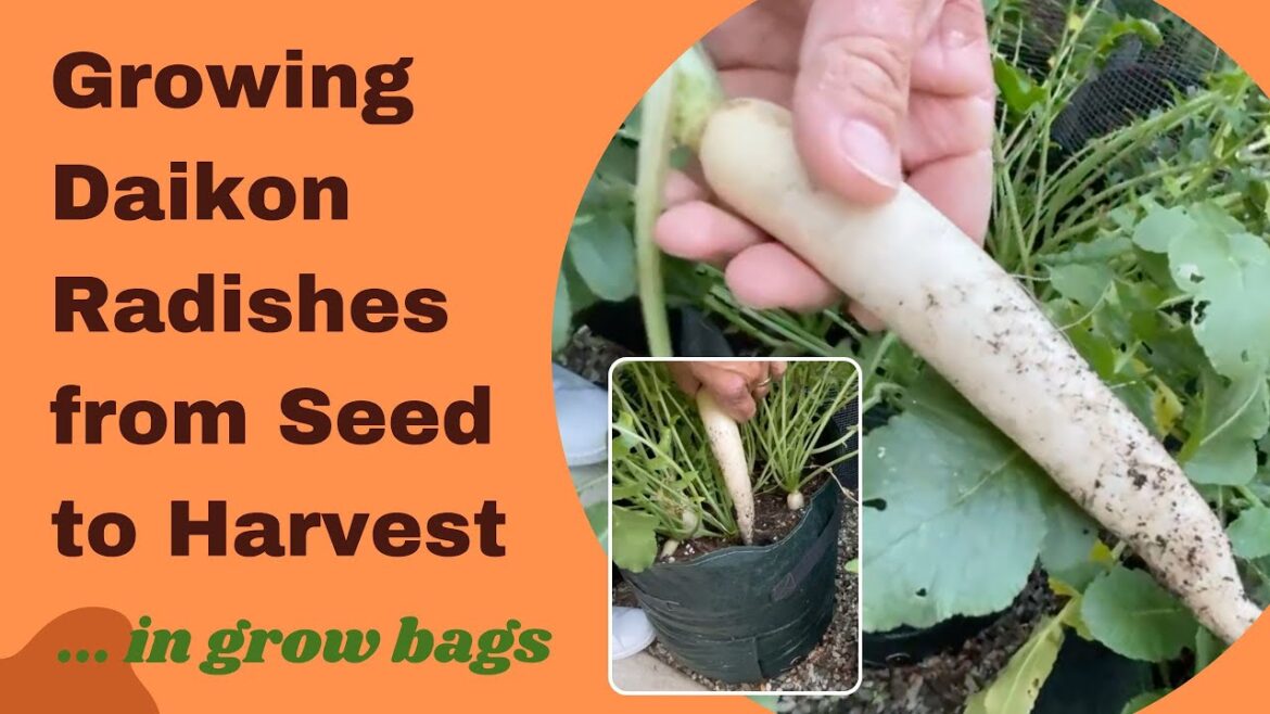 Growing & Harvesting Daikon Radishes in a Grow Bag | Container Vegetable Gardening