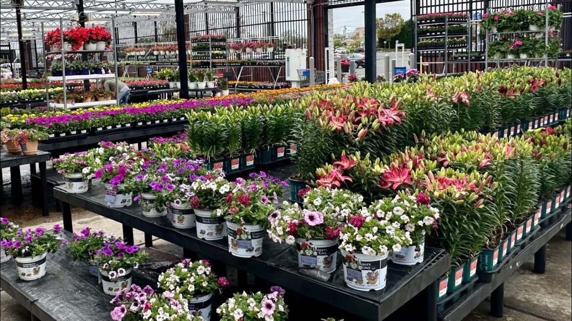 Walmart Garden Center May 2024 Inventory + Clearance racks are back!