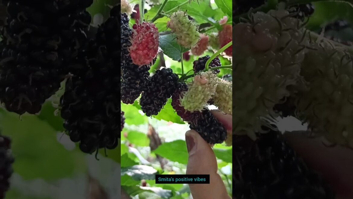 #amazing fruits #shorts#viral #smita #kitchengarden