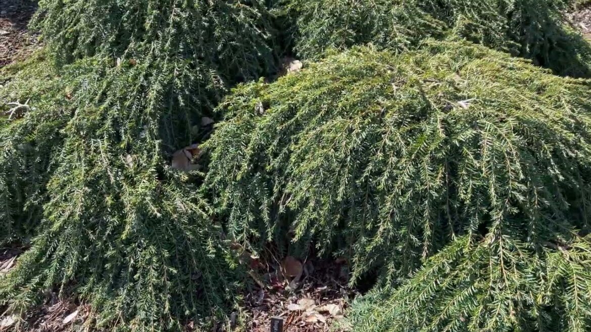 Early Spring Garden Tour part 1| Dwarf Conifers & Japanese Maples waking up for the season. #garden