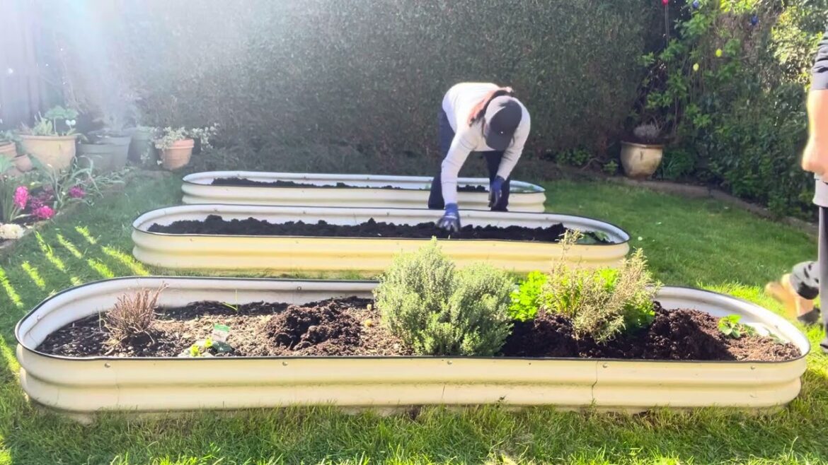 Paghahanda para sa mga gulay sa garden | Backyard Garden