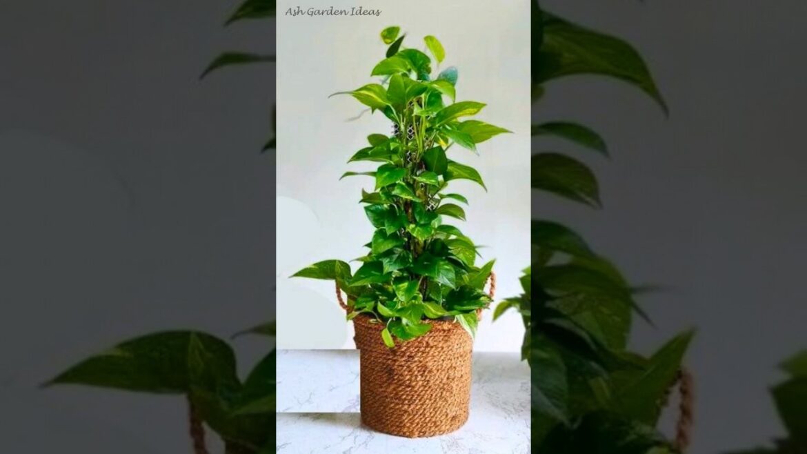 Indoor money plant decoration ideas | Money plant decor ideas | Money plant setting  #moneyplant