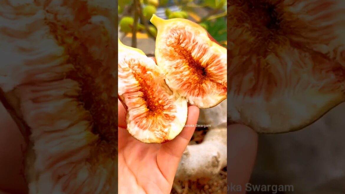 అంజీర్ anjeer fruit harvest in my terrace garden 🌿🌰🌰fig fruit #youtubeshorts #viral #happy gardening