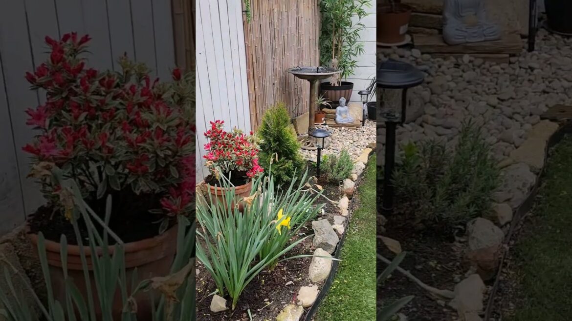 sping is coming zen garden reveal #shorts