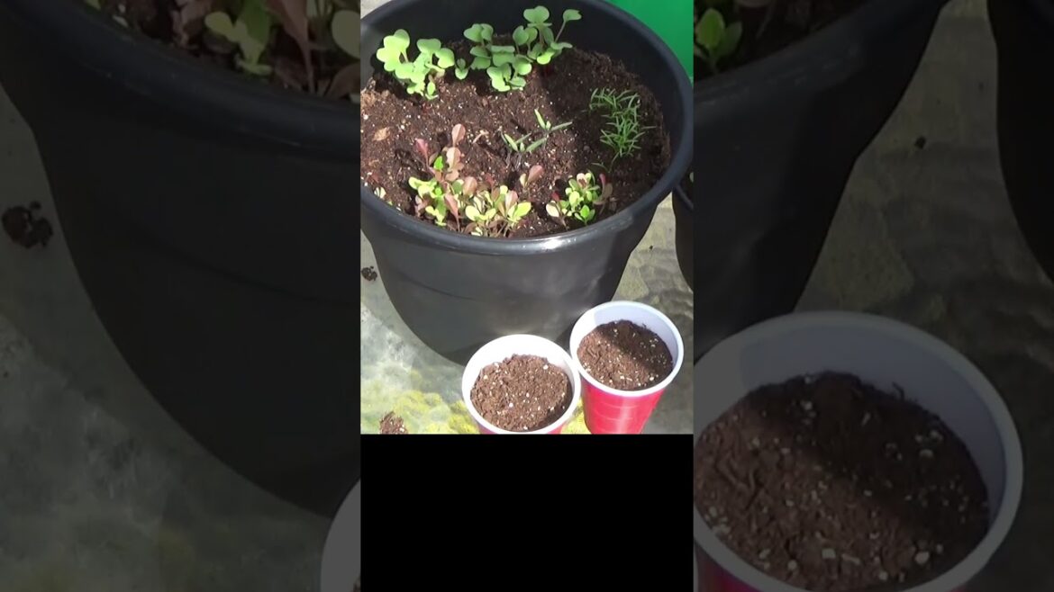 Transplanting seedlings from your container garden Transplanting seedlings from your container garden