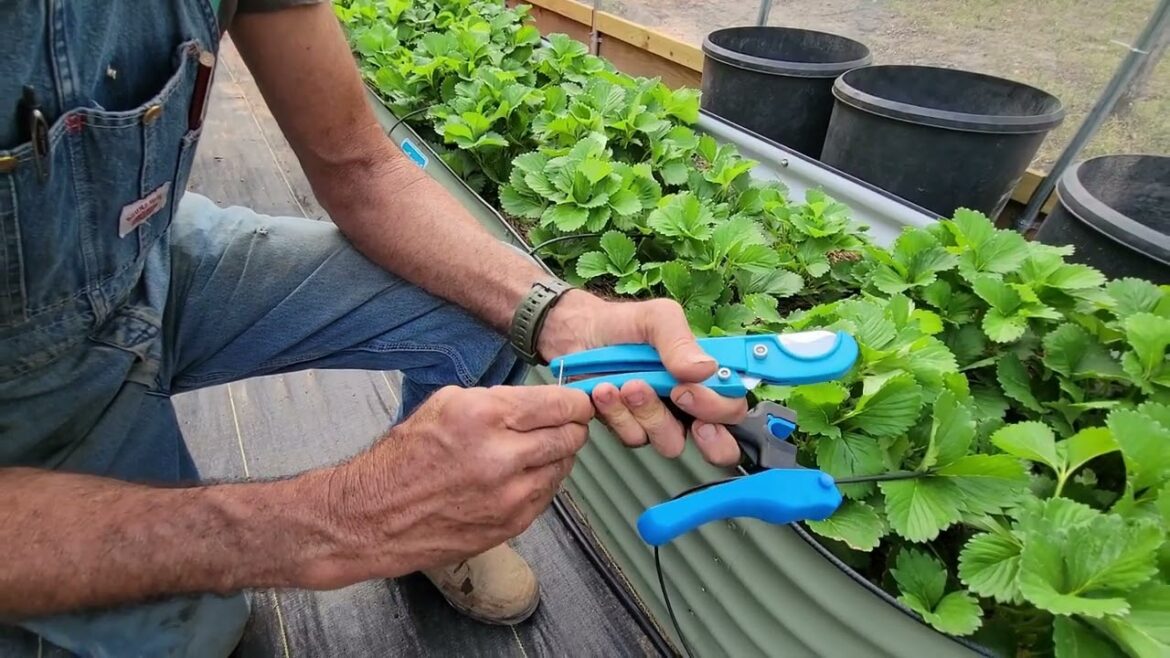 Watering Just Became Easier!  Irrigation Installed in High Tunnel