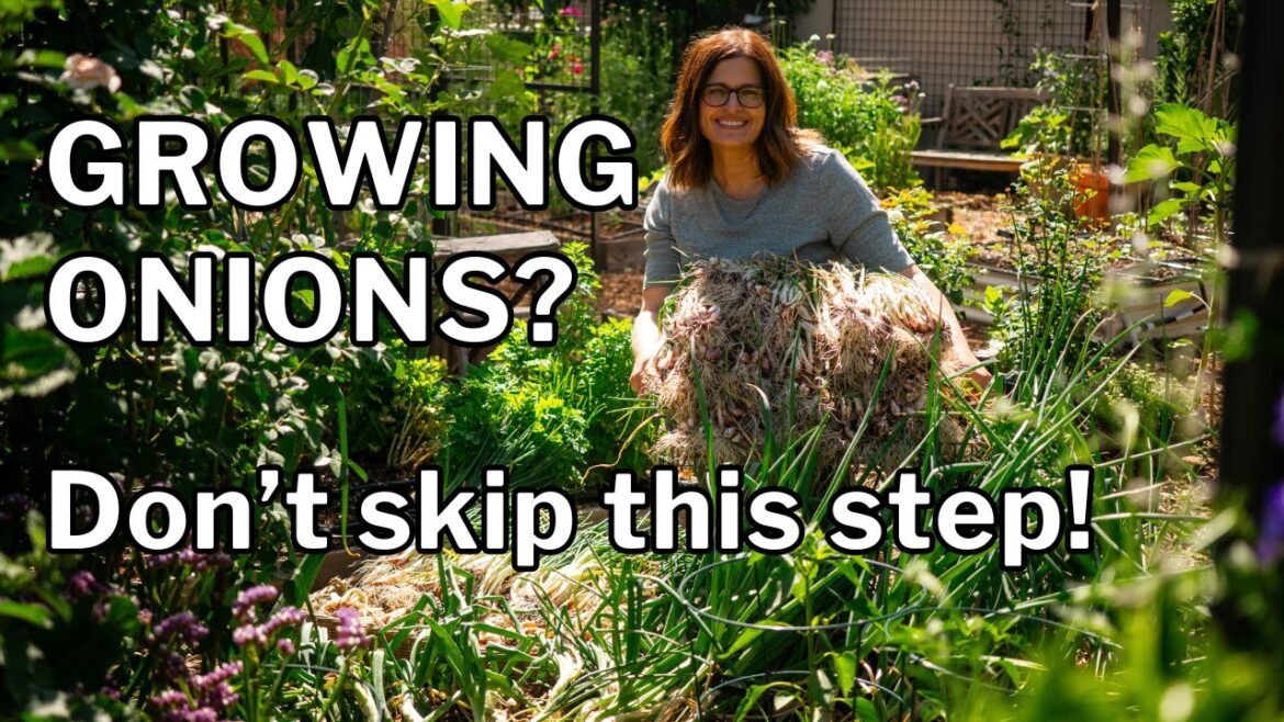 HARVESTING & CURING ONIONS: When, Where & How for I’itoi and Bulbing Onions HARVESTING & CURING ONIONS: When, Where & How for I'itoi and Bulbing Onions