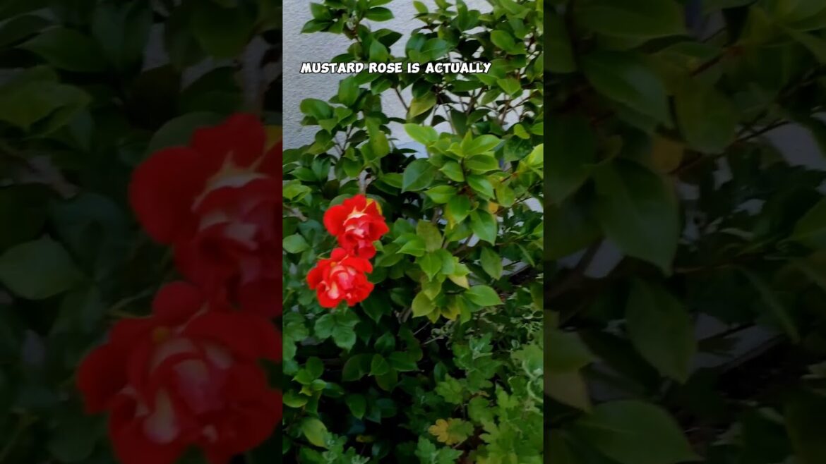 Stunning California Flower Garden Tour: Roses & More! 🌹🌺 #Shorts