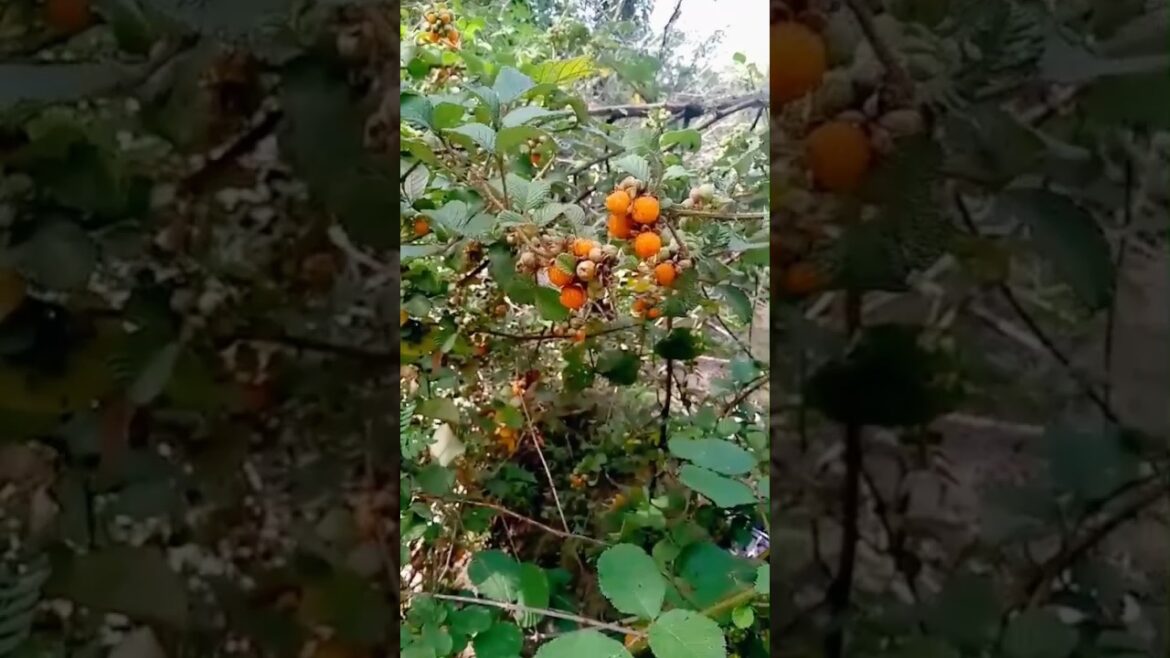 Harvest time raspberries #harvesttime #raspberries #shortsfeed #viral