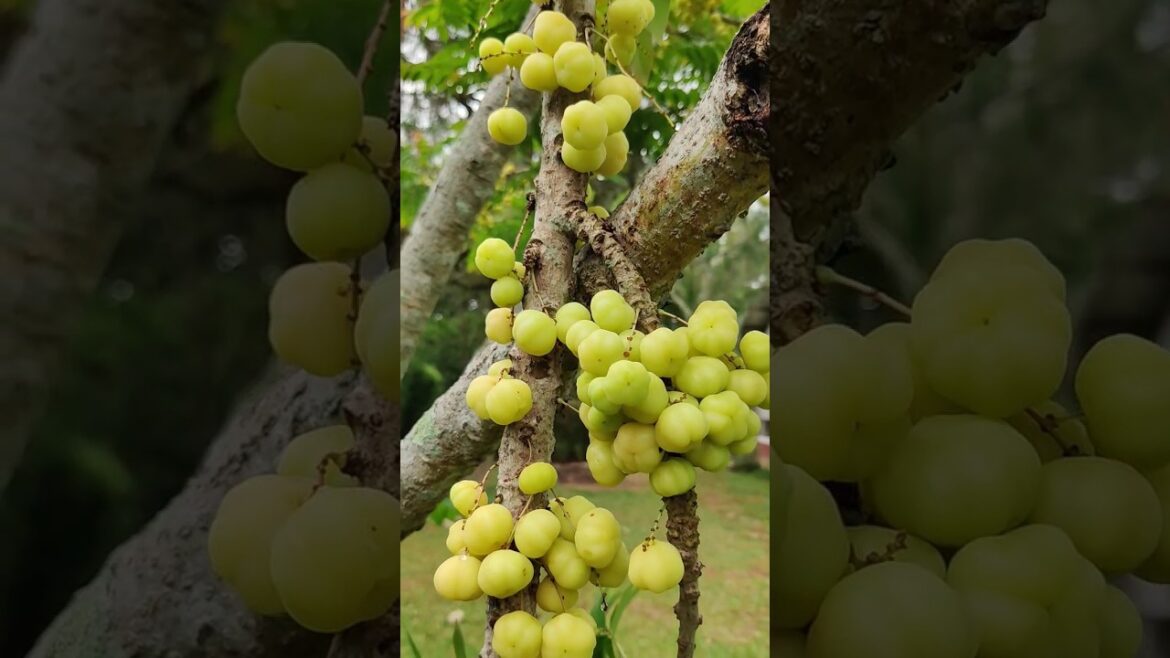 ππ‘ Amazing Star Gooseberry Harvesting Tips and Tricks β ππ‘ Amazing Star Gooseberry Harvesting Tips and Tricks β
