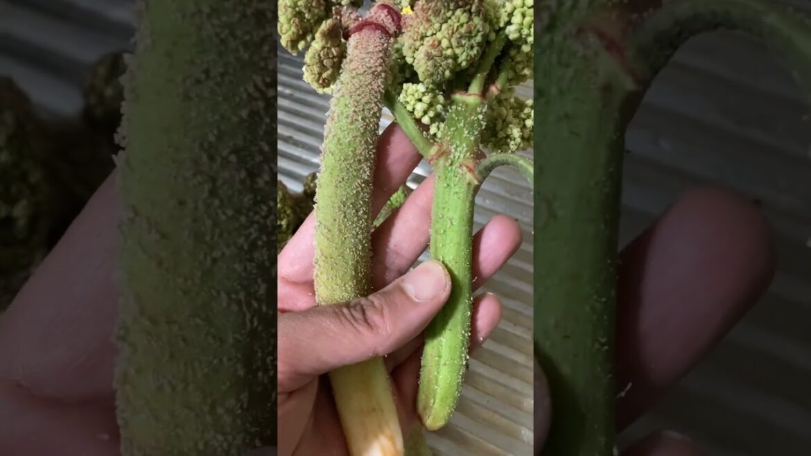 Is it Edible?🤩 #Shorts #edible #foodie #eating