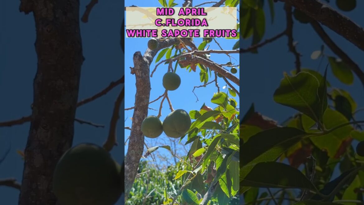 Tropical White Sapote Tree with Fruits #fruittrees #sapote #whitesapote