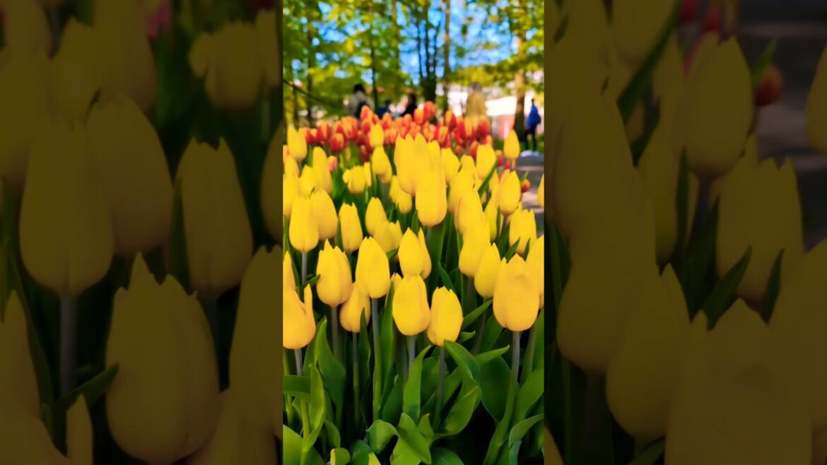 Do you know, Tulips were used instead of Onion?#cute#love#flowers #beautiful #tulip #trending #india Do you know, Tulips were used instead of Onion?#cute#love#flowers #beautiful #tulip #trending #india