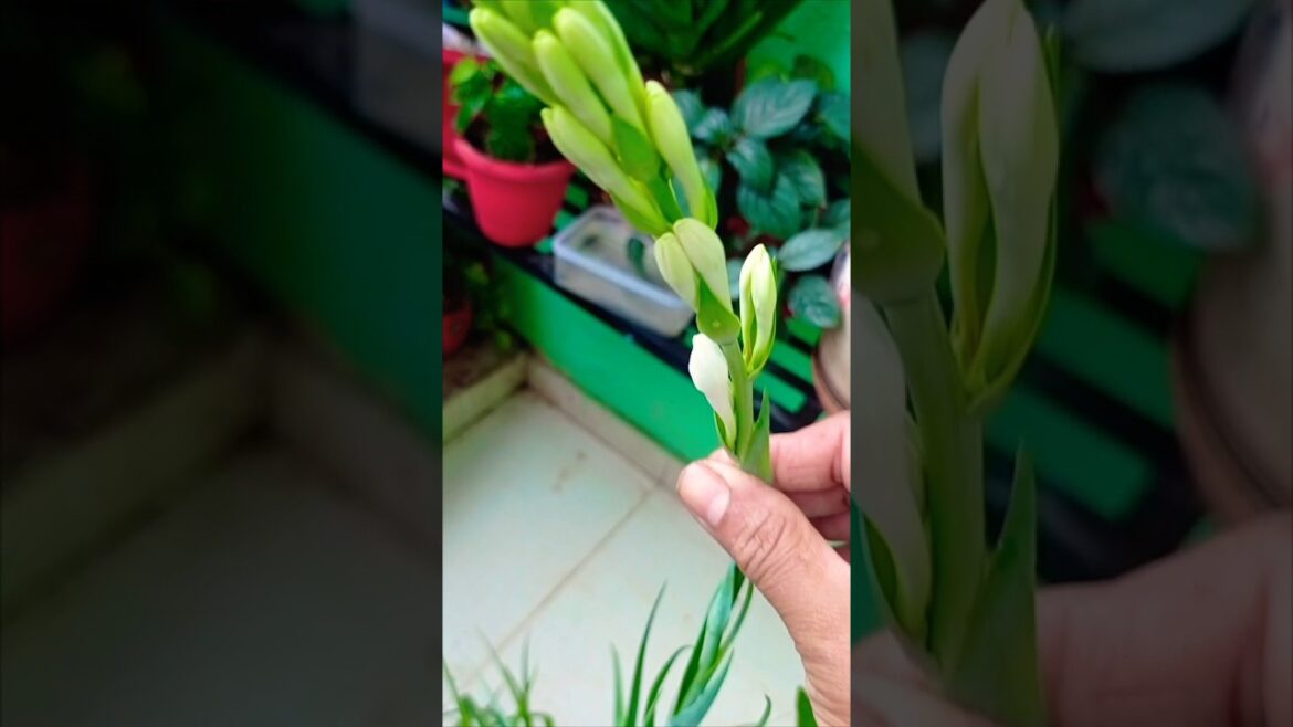 गार्डन मे नए फुल ने जन्म लिया #gardening #shorts#chemicalfreegardning 🌿🌿🤍🤍🤍💚🌿