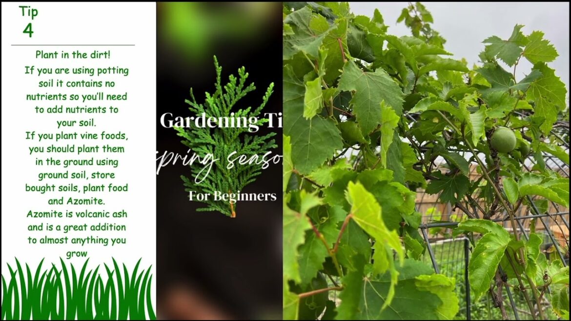 5 Gardening Tips for Beginners. I From the Garden🌱 to the Table.