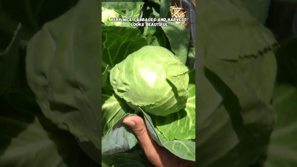 Maximize Your Space: Container Gardening Tips for Small Areas! 🌿🏡 #Shorts