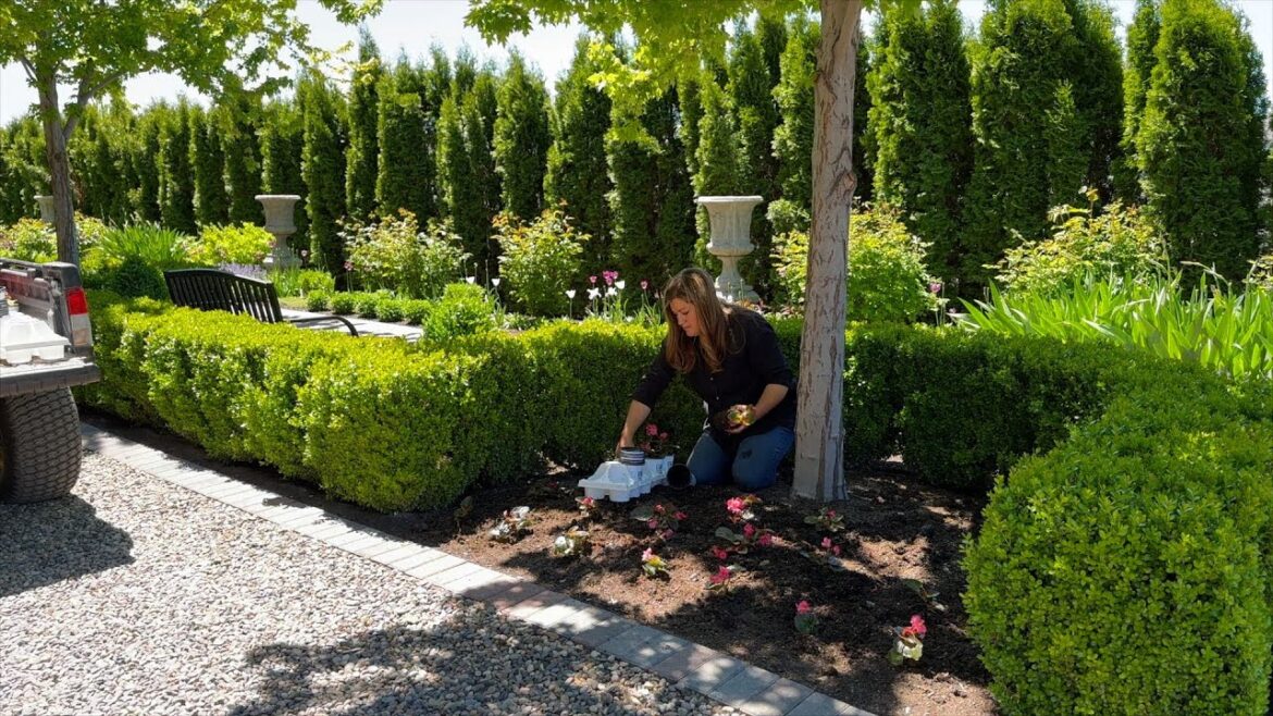 Planting Beautiful Pink Annuals in the Landscape + Tomatoes & Peppers! 🌸🍅🫑 // Garden Answer