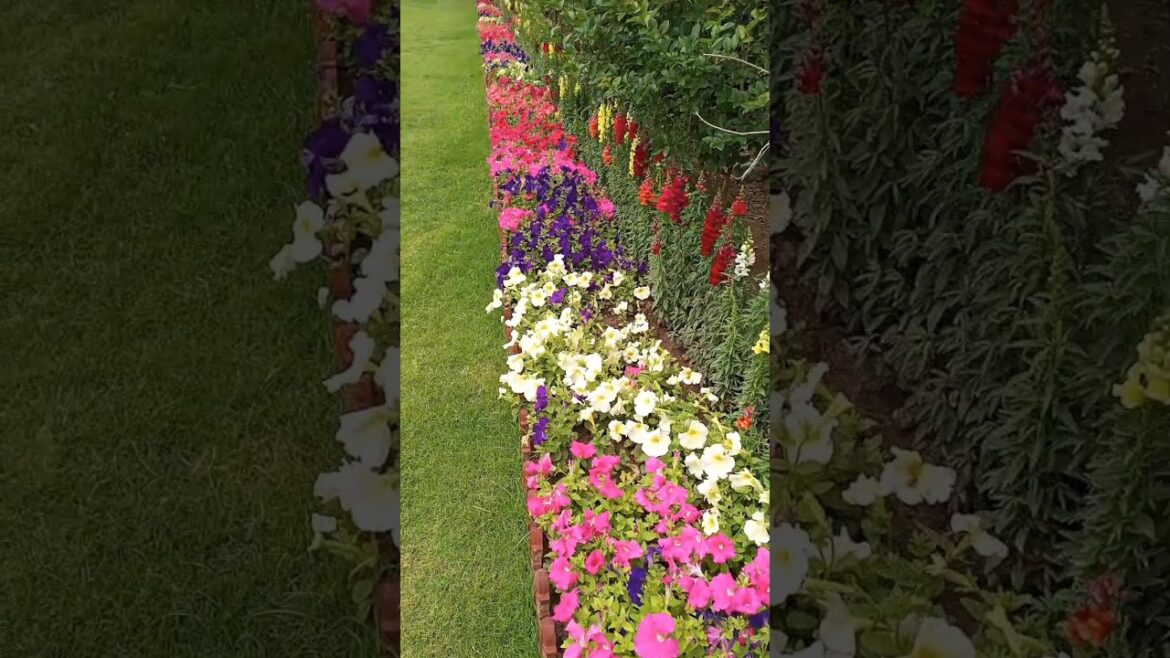 Beautiful flowers garden with multiple color flowers|Garden decoration ideas#decoration #gardening