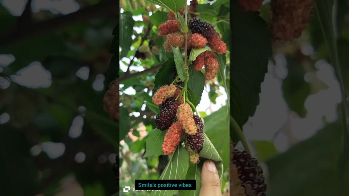 #amazing fruits #shorts#viral #kitchengarden #smita #amazing fruits #shorts#viral #kitchengarden #smita