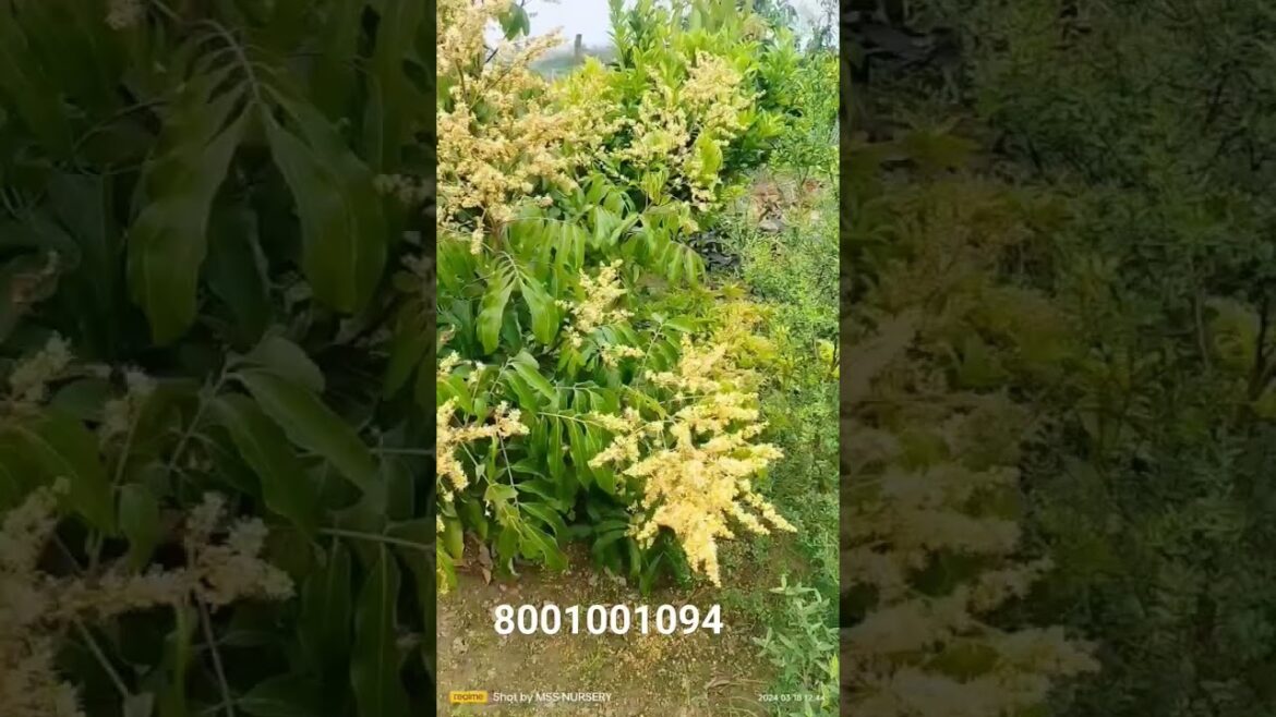 Longon fruit plant / fruit farming idea#plants #fruiting #agriculture #mangotre#kisanhelp #gardening Longon fruit plant / fruit farming idea#plants #fruiting #agriculture #mangotre#kisanhelp #gardening