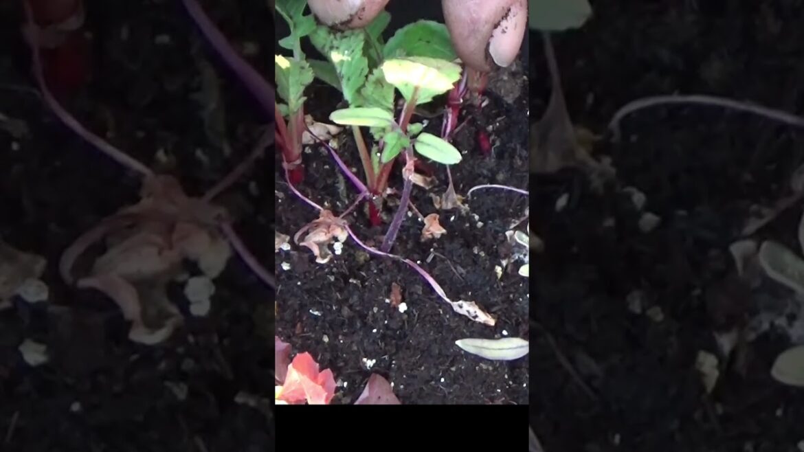 Your 1st container garden is amazing Your 1st container garden is amazing