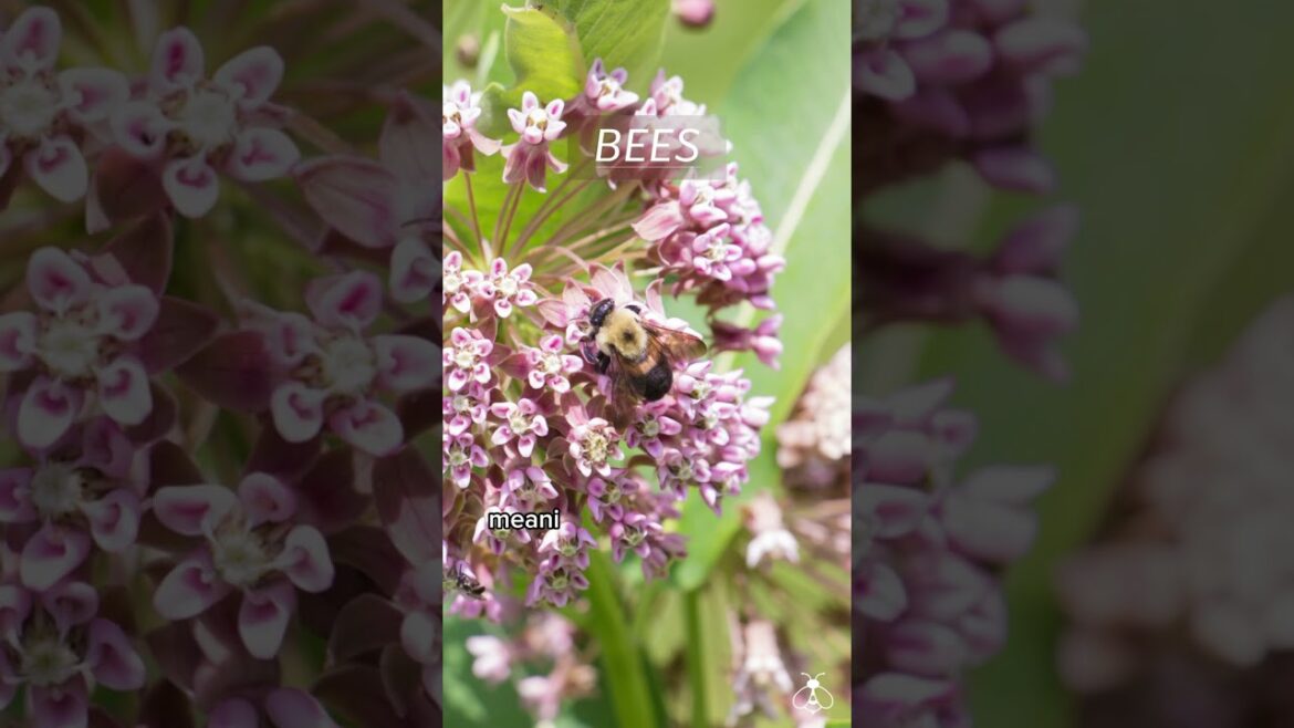 Three animals you should be attracting to your garden! 🏡 #gardening Three animals you should be attracting to your garden! 🏡 #gardening