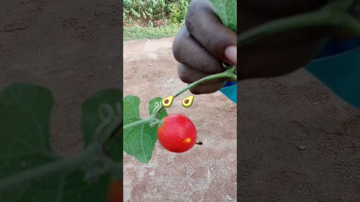 কি ফল জানি না#malaysia #food #garden#shots #plans #flowers #nature#shotsvideo