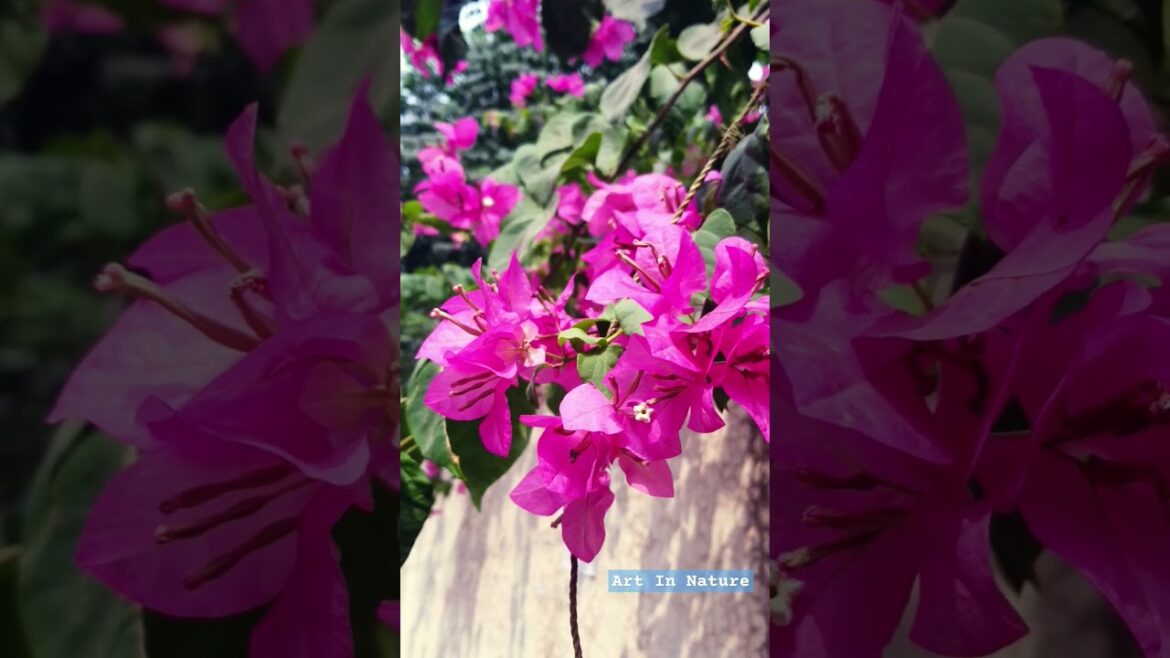 Kagaja Phula Short Video! #gardening #nature #flowers#🌿🌿