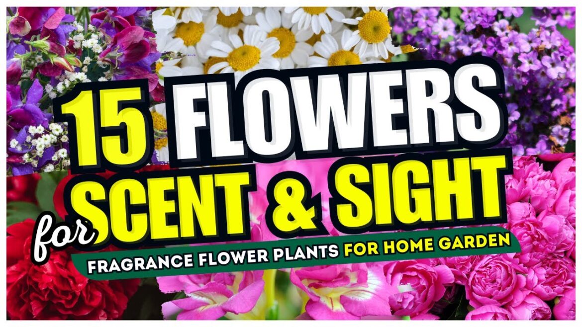 π·π Best 15 Flowers for SCENT and SIGHT! π Fragrance Flower Plants for Home Garden π€© π·π Best 15 Flowers for SCENT and SIGHT! π Fragrance Flower Plants for Home Garden π€©