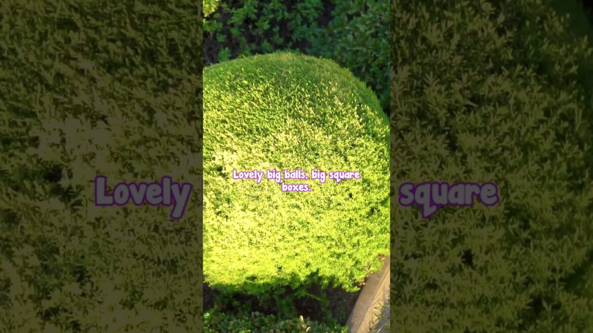 Chris is highlighting the park's foliage with a breathtaking lake view in Shepparton.🏞💖