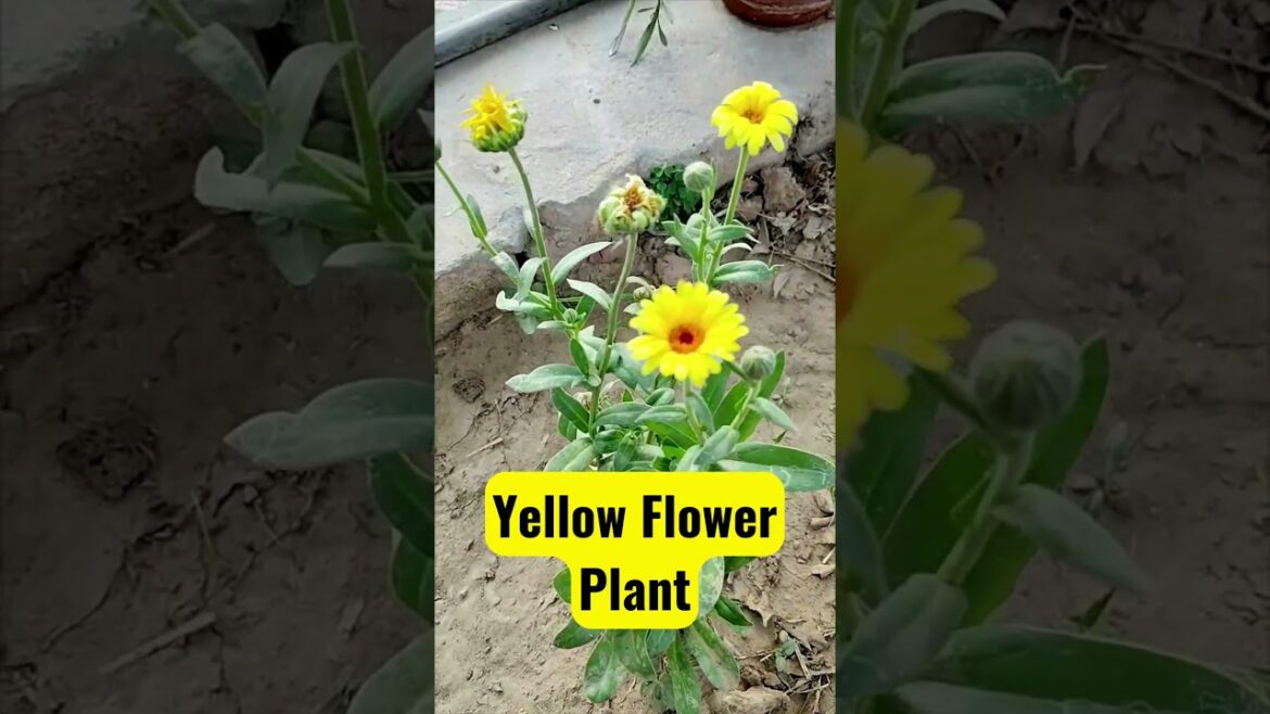 Yellow Flower Plant for your garden#tips  #plants #shorts