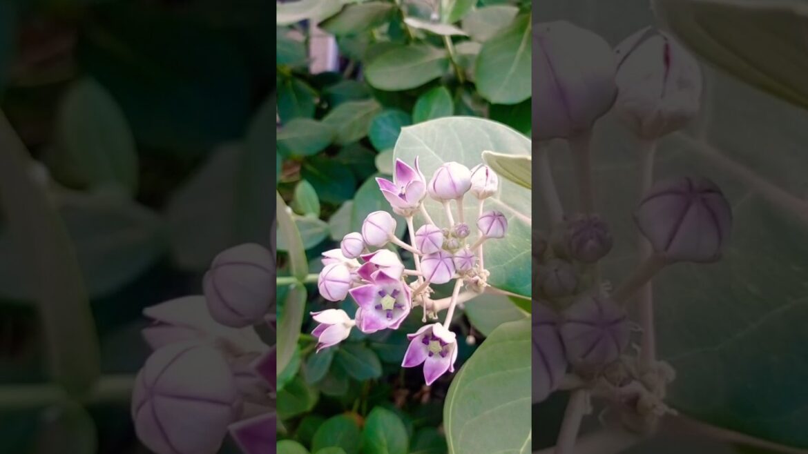 आंक का प्लांट घर मे लगाना चाहिए या नही#gardening #shorts#gardeningtips💚🌿☘️🏡 आंक का प्लांट घर मे लगाना चाहिए या नही#gardening #shorts#gardeningtips💚🌿☘️🏡