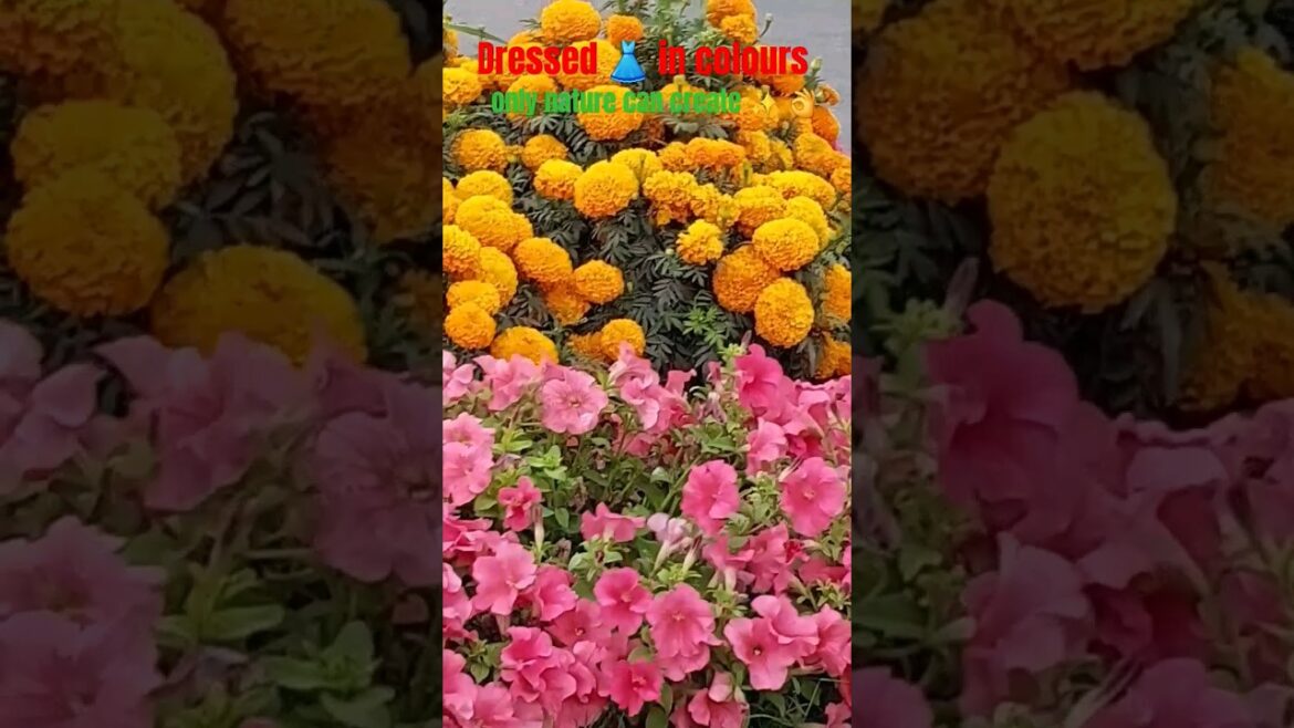 Dressed ๐ in colours ๐ โจ๏ธ only nature can create ๐งก๐ค๐๐โค๏ธ๐ค๐๐โจ๏ธ๐#syednadeemmedia #short#shortvideo Dressed ๐ in colours ๐ โจ๏ธ only nature can create ๐งก๐ค๐๐โค๏ธ๐ค๐๐โจ๏ธ๐#syednadeemmedia #short#shortvideo