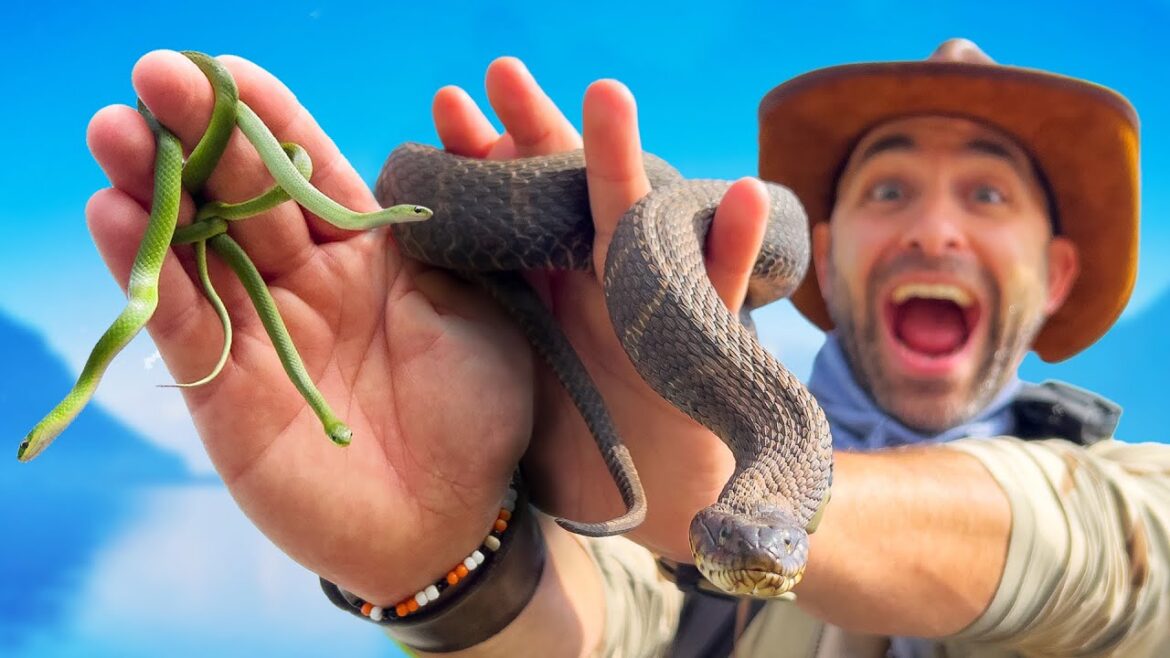 Would You Enter The Land of 1000 Snakes?! Would You Enter The Land of 1000 Snakes?!