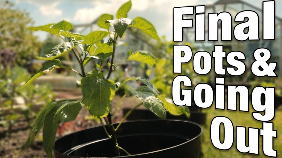 Chilli Pepper Growing Guide – Part 5: Hardening Off & Potting Up Chilli Pepper Growing Guide - Part 5: Hardening Off & Potting Up
