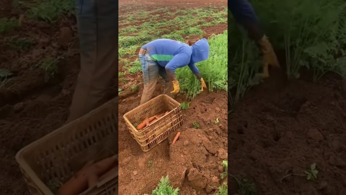 Smart work    #cactus #agriculture #aloevera #flower #roses #garden #tips #satisfying  #asrm #tricks