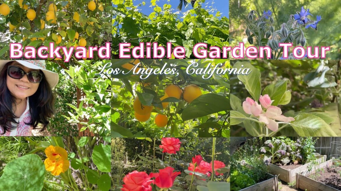 Backyard Edible Urban Garden Tour #gardening #gardentour #foodgarden Backyard Edible Urban Garden Tour #gardening #gardentour #foodgarden