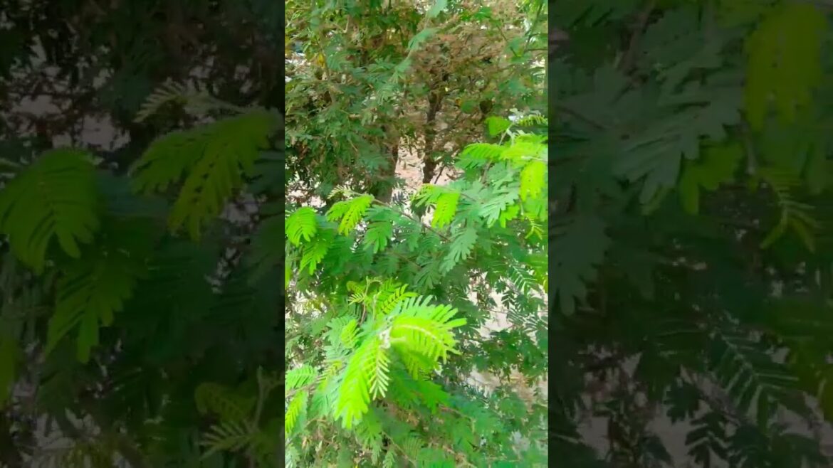 Shami Ek Shubh plant#gardening #shami plants #shorts #tips