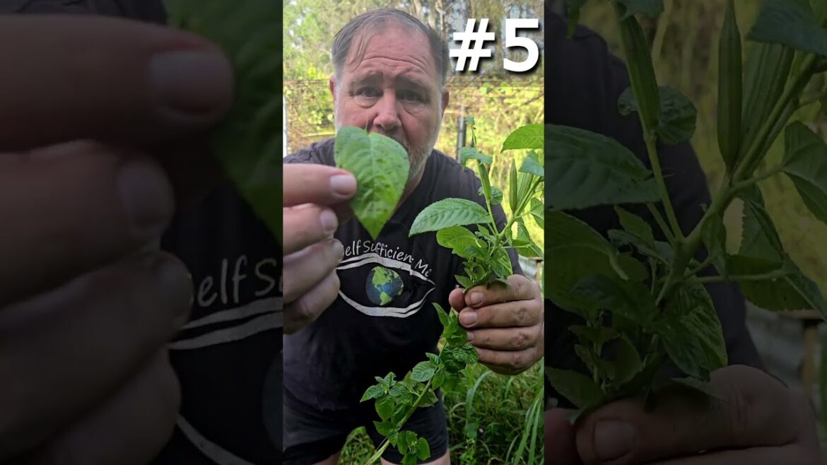 10 UNSTOPPABLE Edible Plants That Thrive in Harsh Conditions | Short Version 10 UNSTOPPABLE Edible Plants That Thrive in Harsh Conditions | Short Version