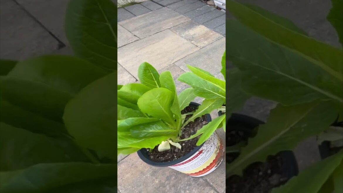 Container gardening with lettuce for the first time.