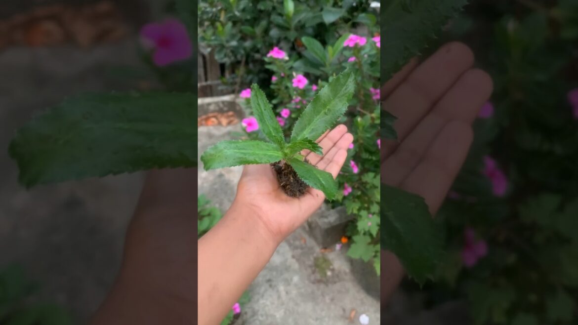 Green vegetable #gardening #nature
