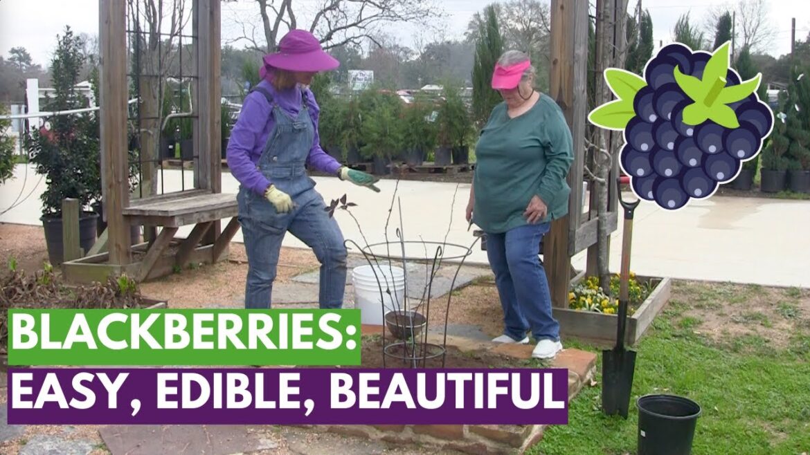 Beautiful Blackberries: Integrating Ornamental and Edible Gardening