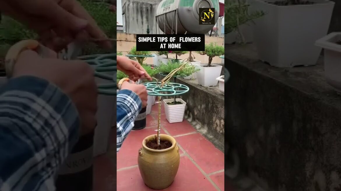 simple tips flowers at home #youtubeshorts #shorts #youtube simple tips flowers at home #youtubeshorts #shorts #youtube