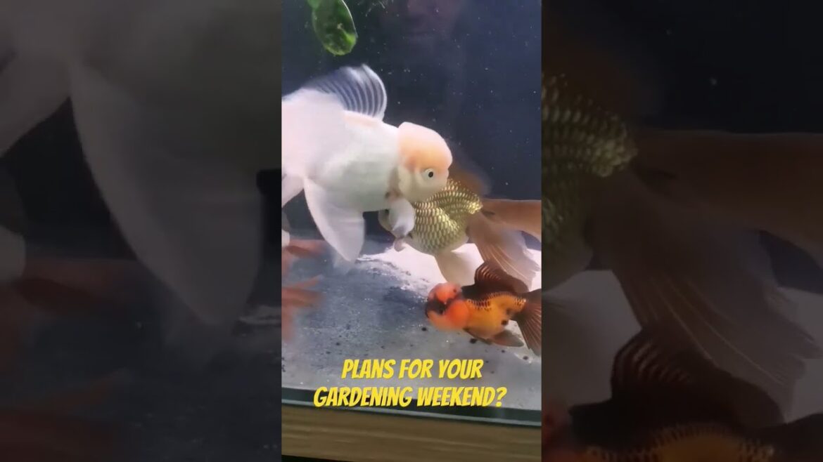 weekend plans? #gardening #garden #2024 #spring #plants #plantfood #oranda #rhs #mygarden #happy