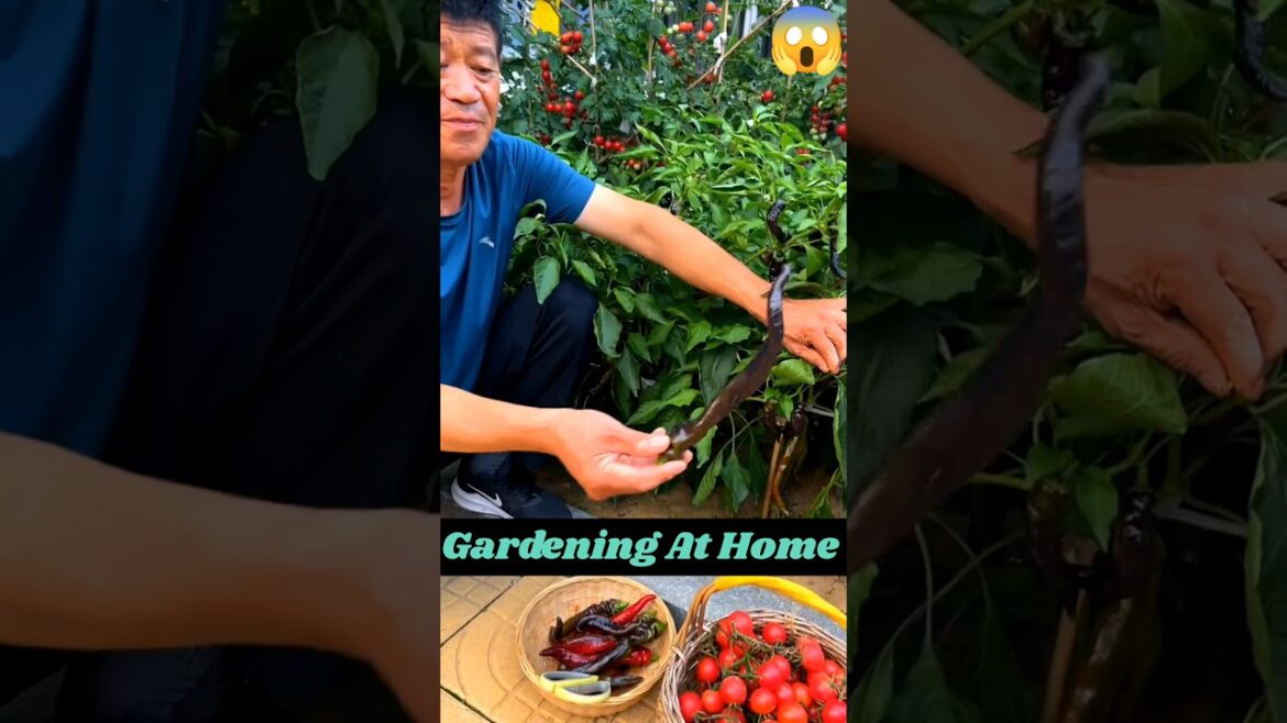 Gardening Ideas For Home 🔥🔥#shorts #gardening #fruit