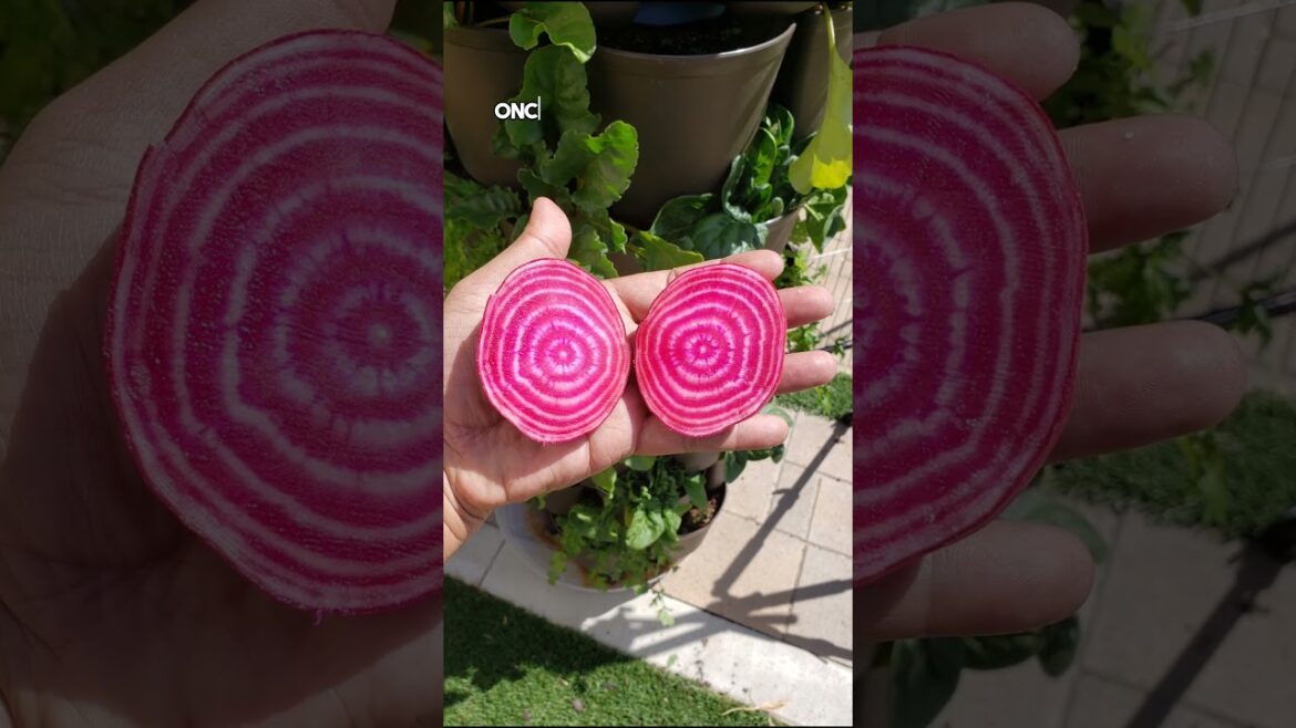 California Gardening: Grow Beets at Home: Small Space Gardening Tips! 🌱🥕 #Shorts Grow Beets at Home: Small Space Gardening Tips! 🌱🥕 #Shorts