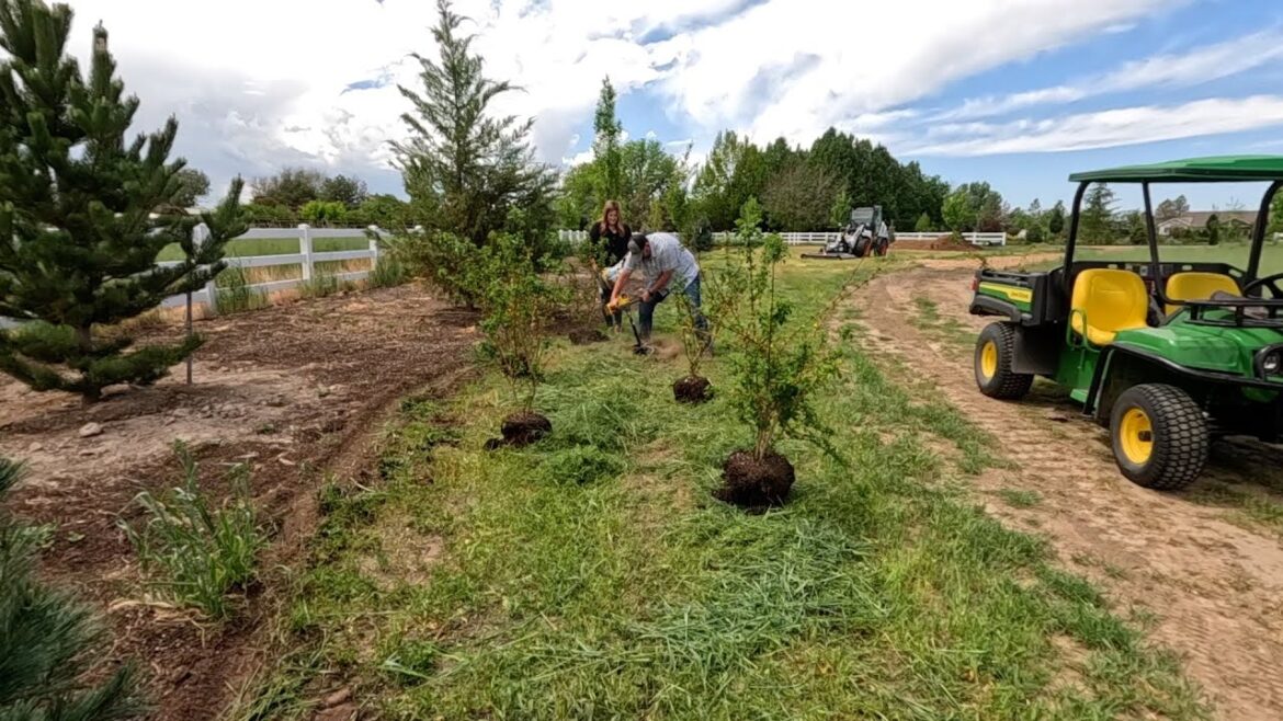 Garden Answer: Transplanting Show Off Forsythias + Planting the West Side Urns & a Red Currant! 🌿💜☀️ Transplanting Show Off Forsythias + Planting the West Side Urns & a Red Currant! 🌿💜☀️