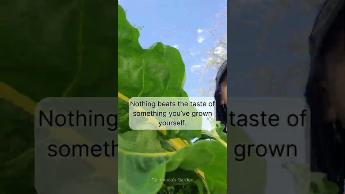 The Satisfaction of Growing Your Own Groceries #gardenharvest