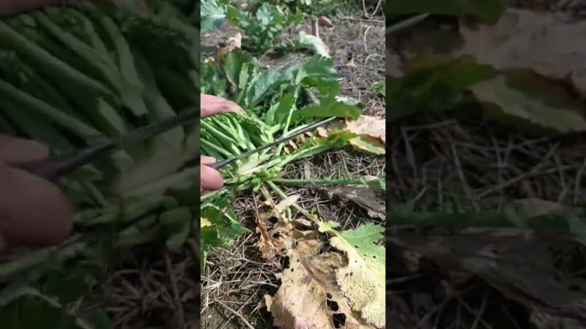 Amazing work  #agriculture #aloevera #flower  #redroses #garden #tips   #satisfying  #asrm #tricks